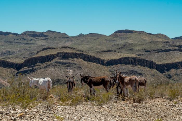 Crowd at Big Bend Ranch State Park