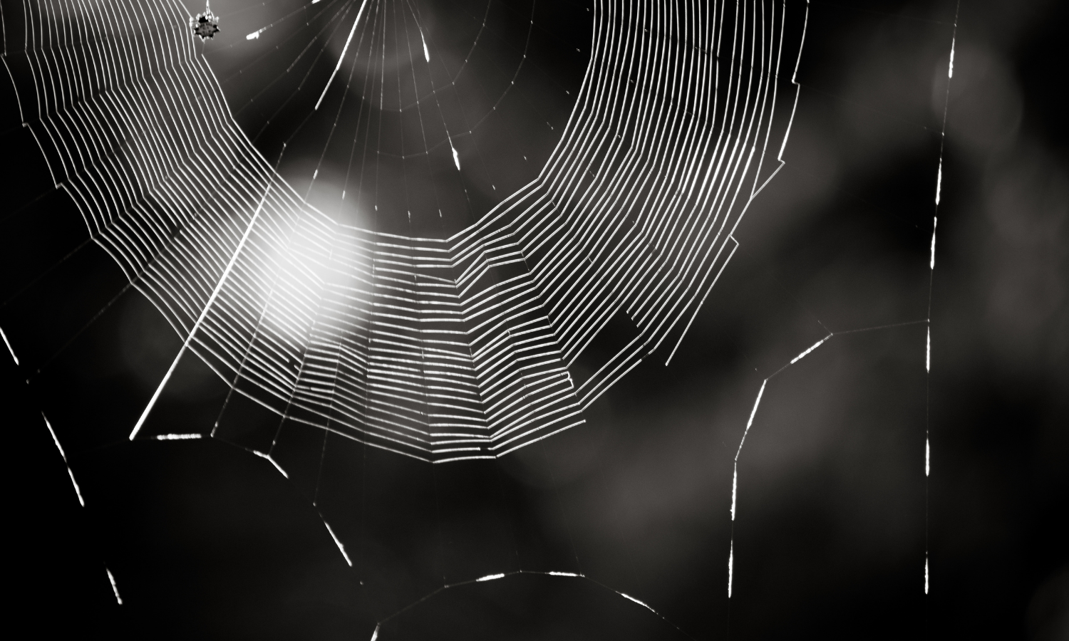 Spider web suspended against a dark background