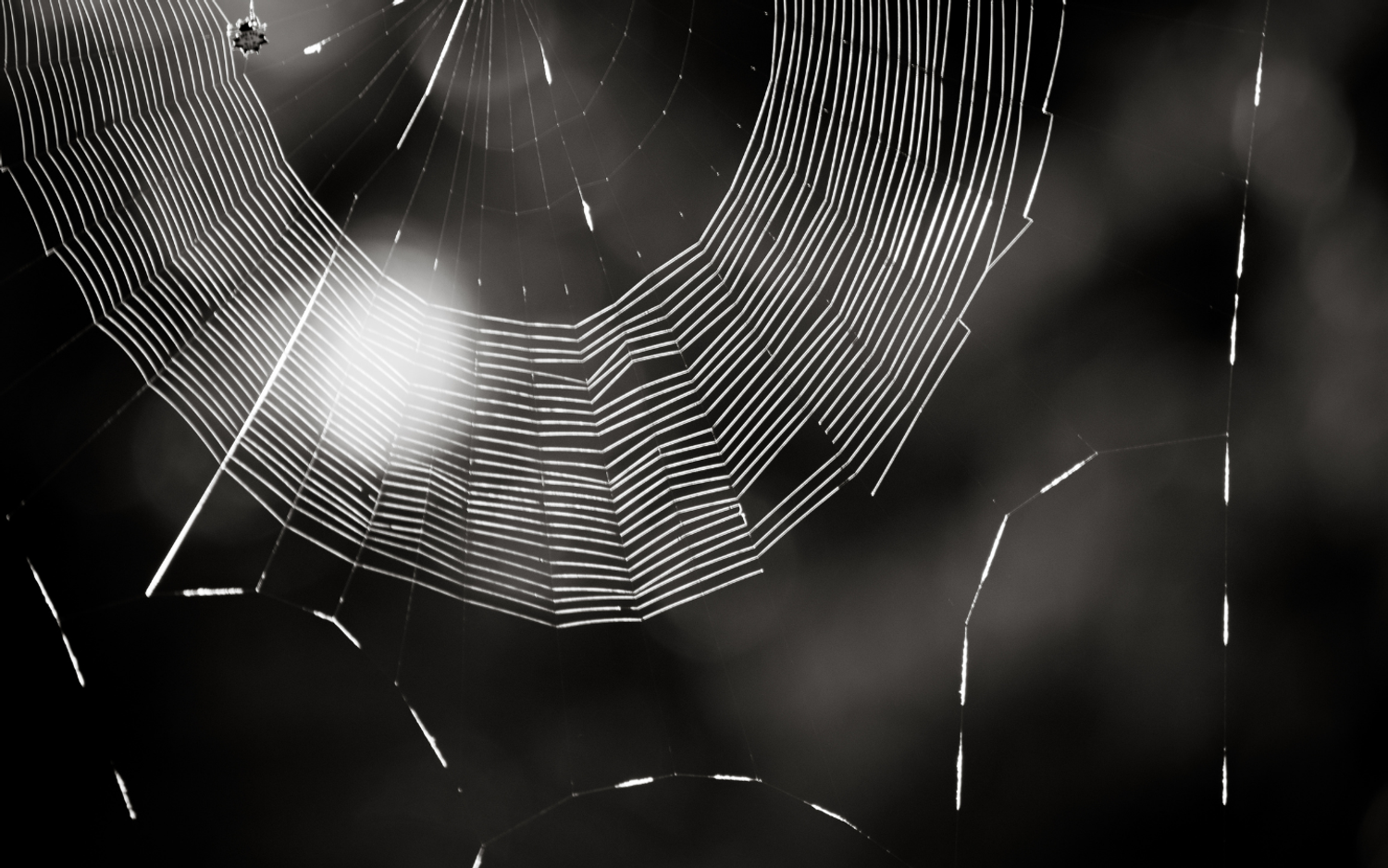 Spider web suspended against a dark background