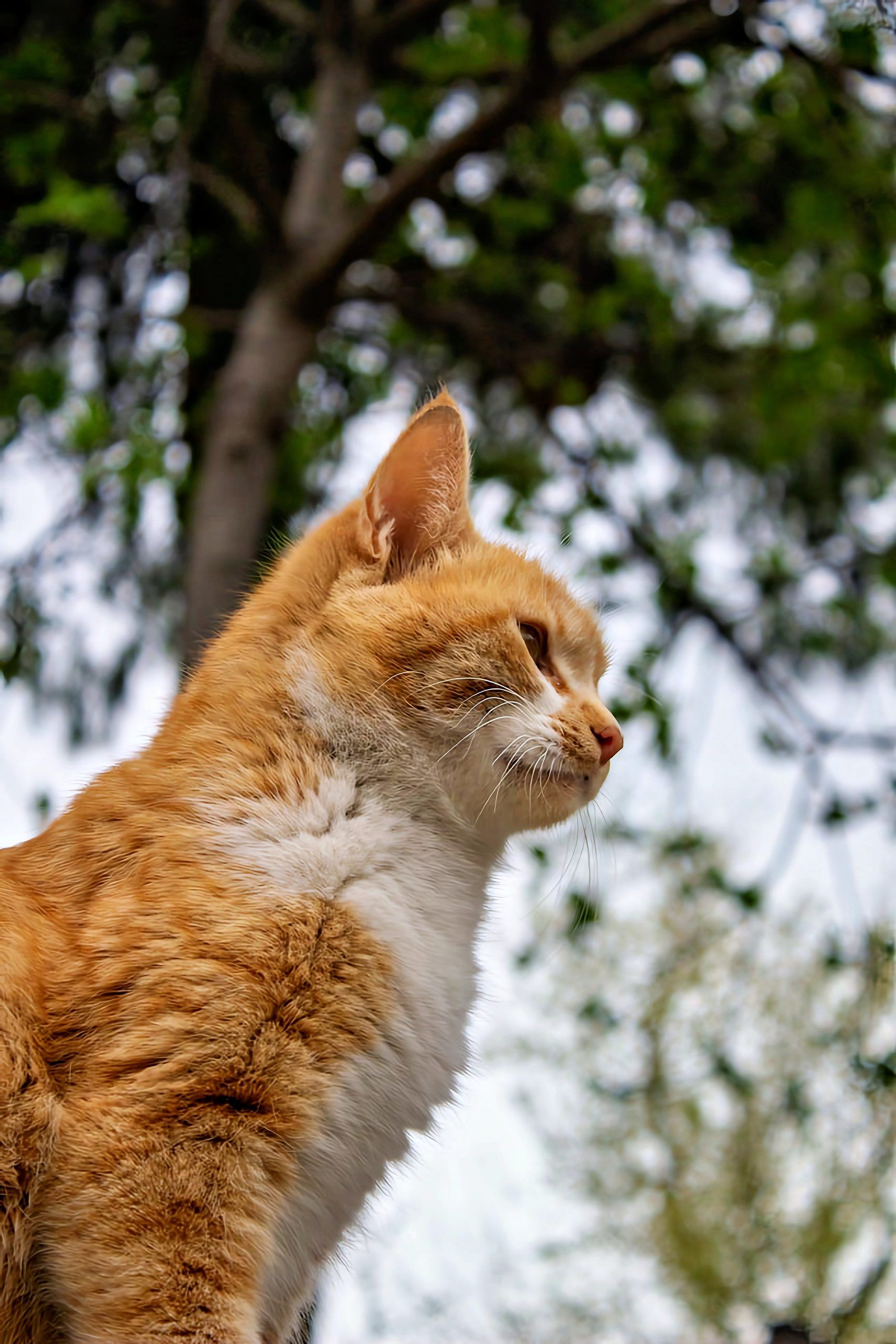 Orange and white cat sitting outdoors beneath a tree
