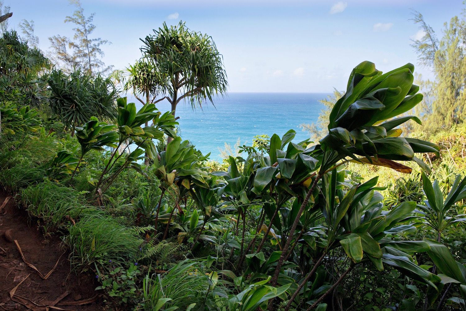 Tropical forest overlooking the ocean