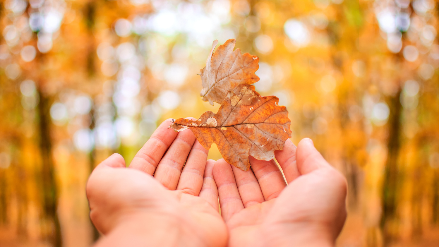 Hands hold fallen leaves in an autumn forest