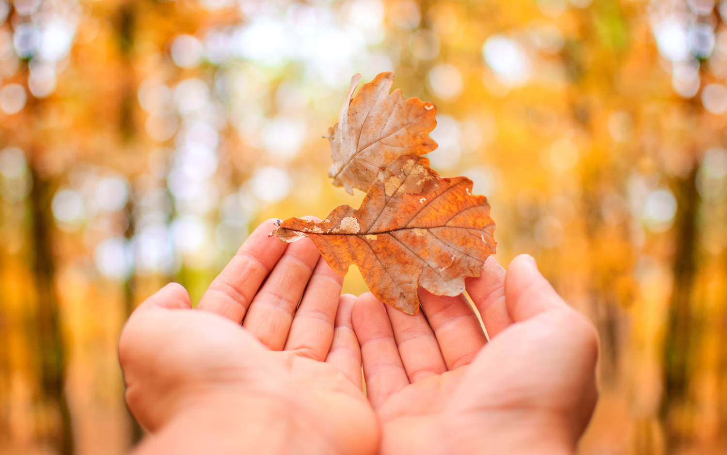 Hands hold fallen leaves in an autumn forest