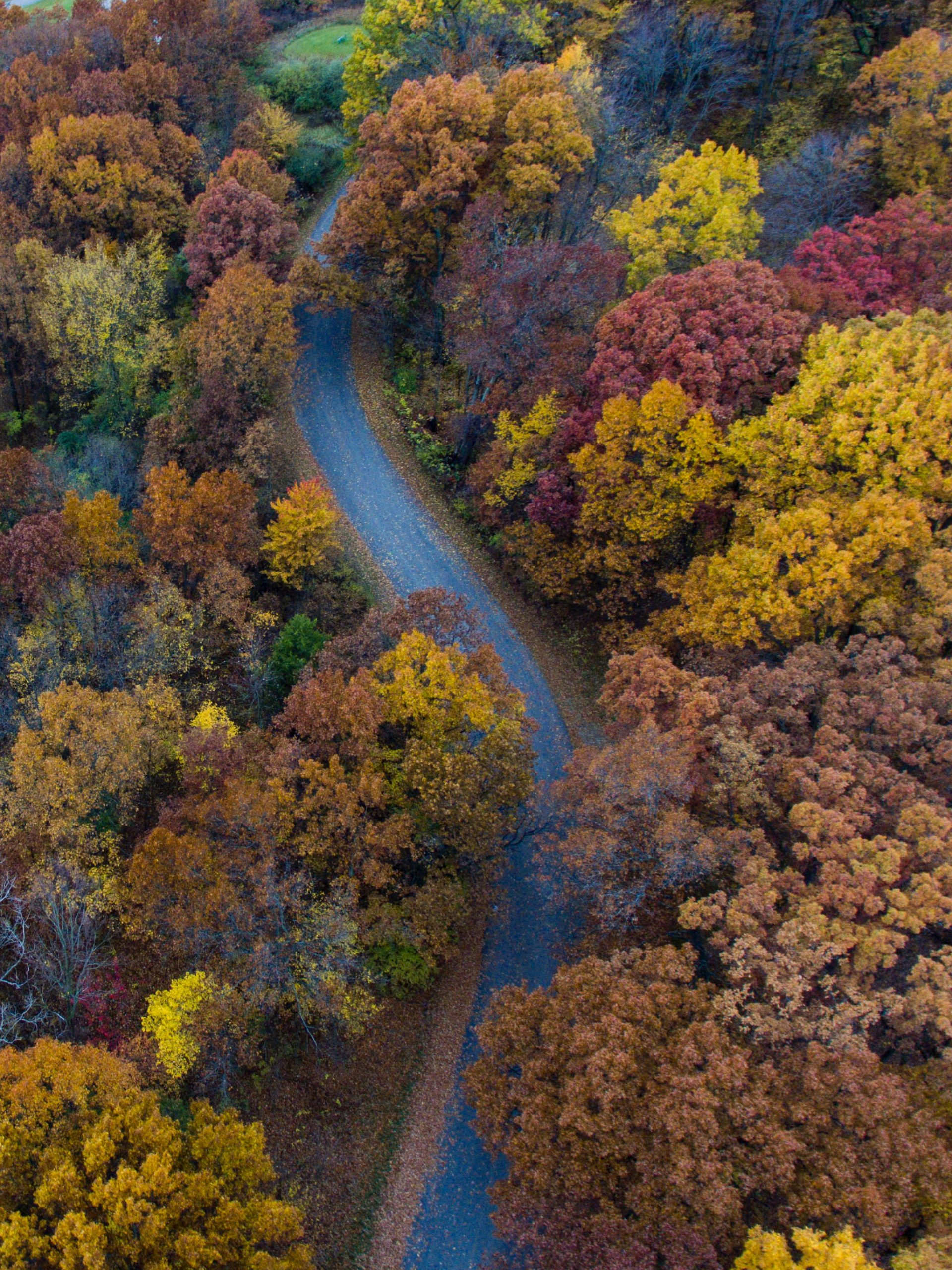 Winding road through a forest of autumn foliage