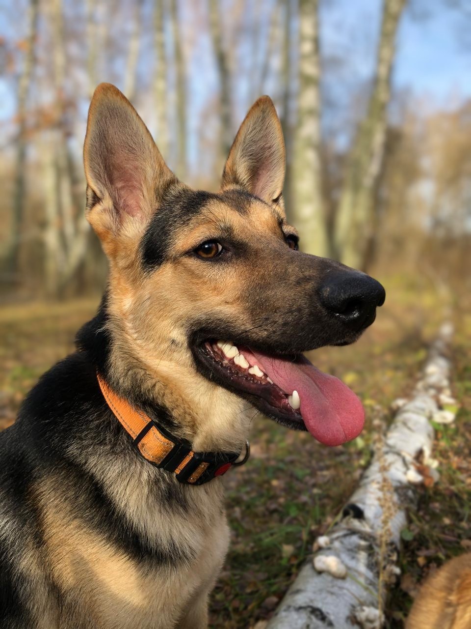German shepherd wearing an orange collar pants in a woodland