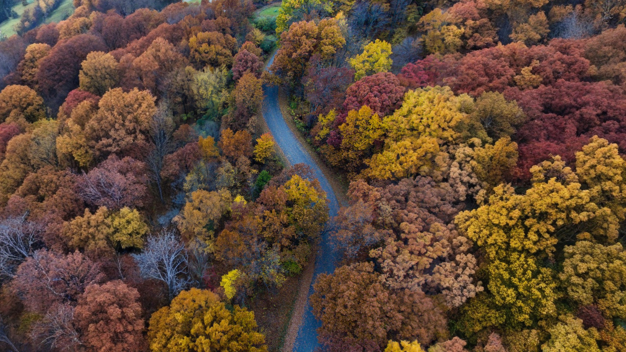 Winding road through a forest of autumn foliage