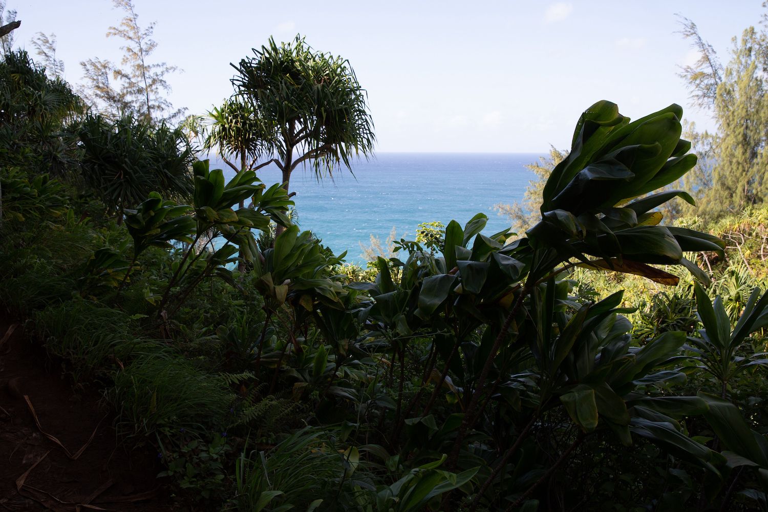 Tropical forest overlooking the ocean