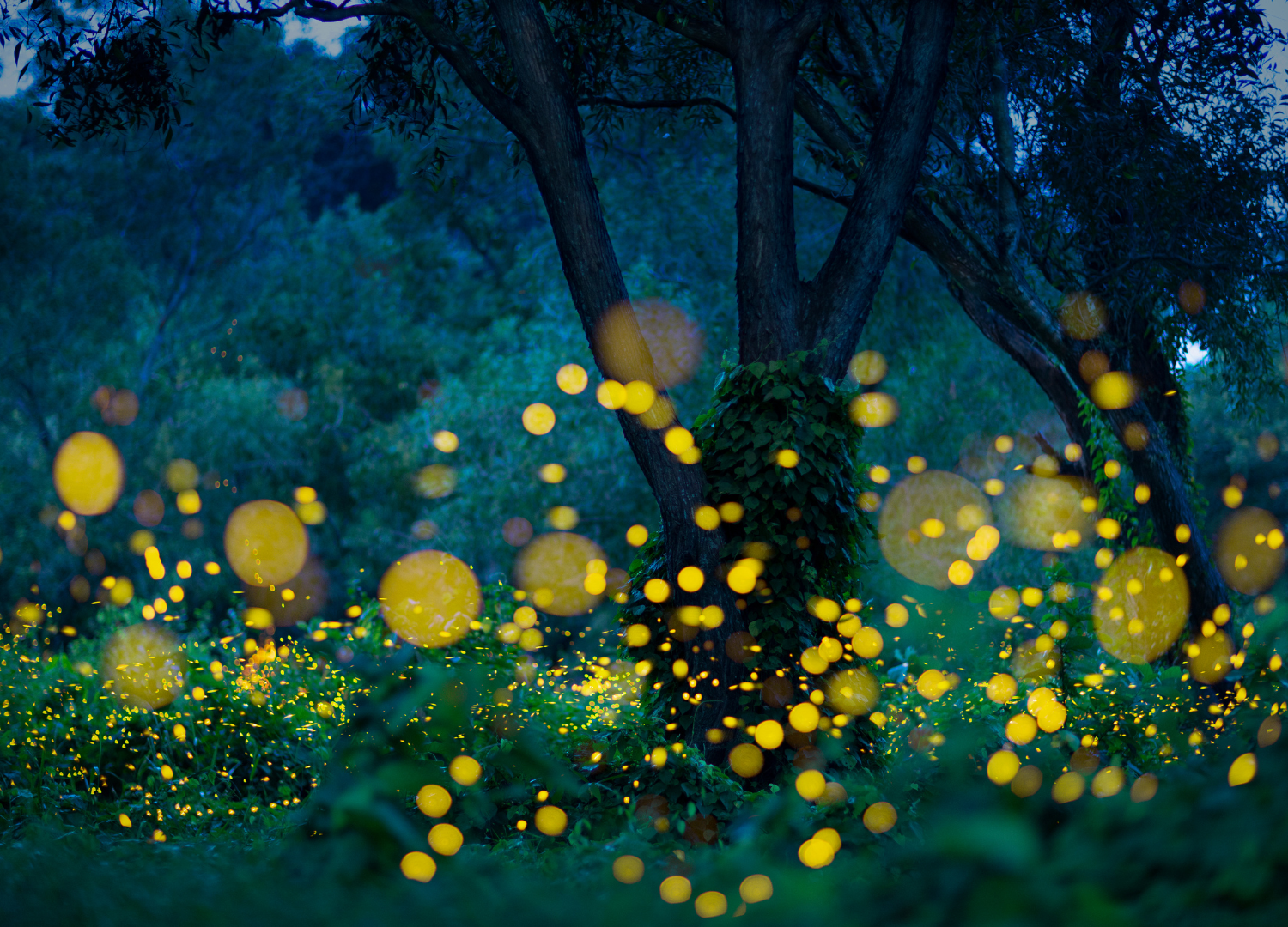 Fireflies glow among trees and undergrowth in a forest
