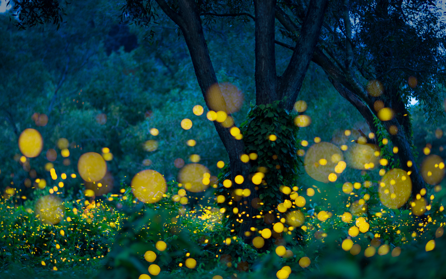 Fireflies glow among trees and undergrowth in a forest