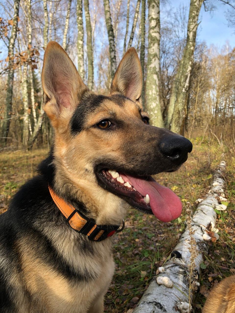 German shepherd wearing an orange collar pants in a birch forest