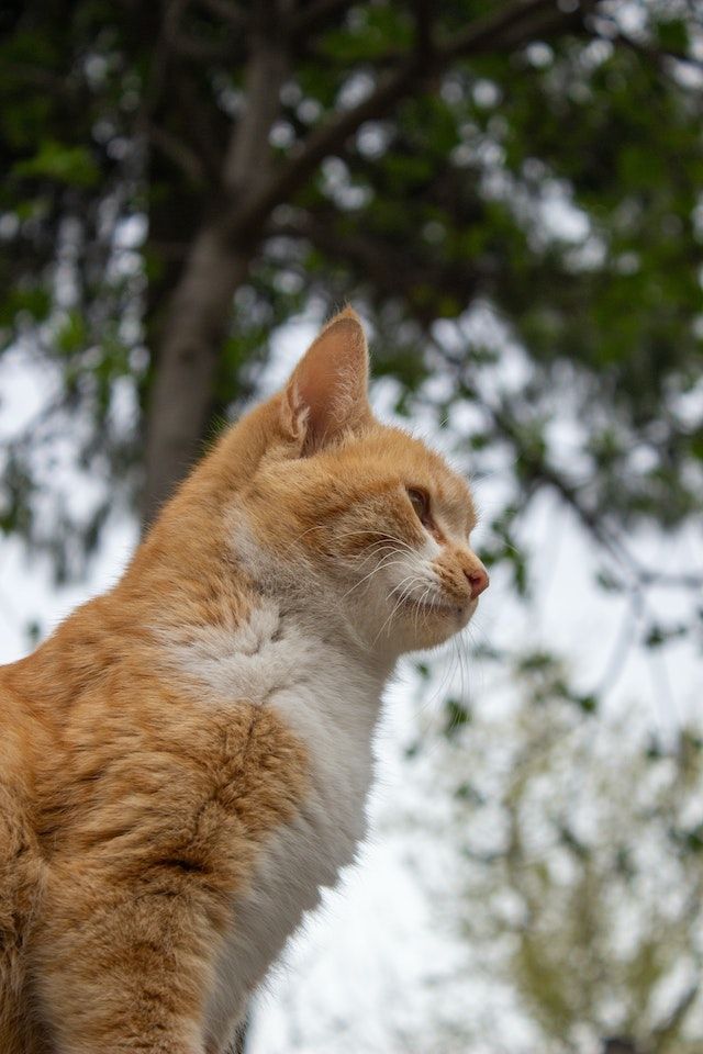 Orange and white cat sitting outdoors beneath a tree