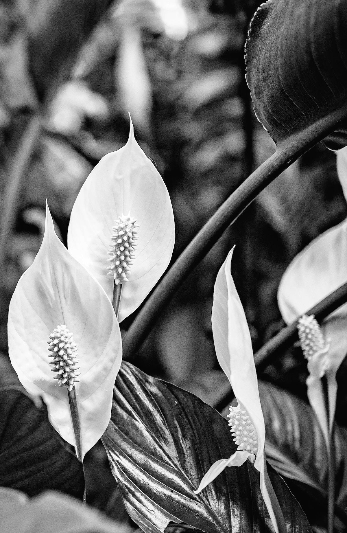 Peace lilies blooming among broad leaves