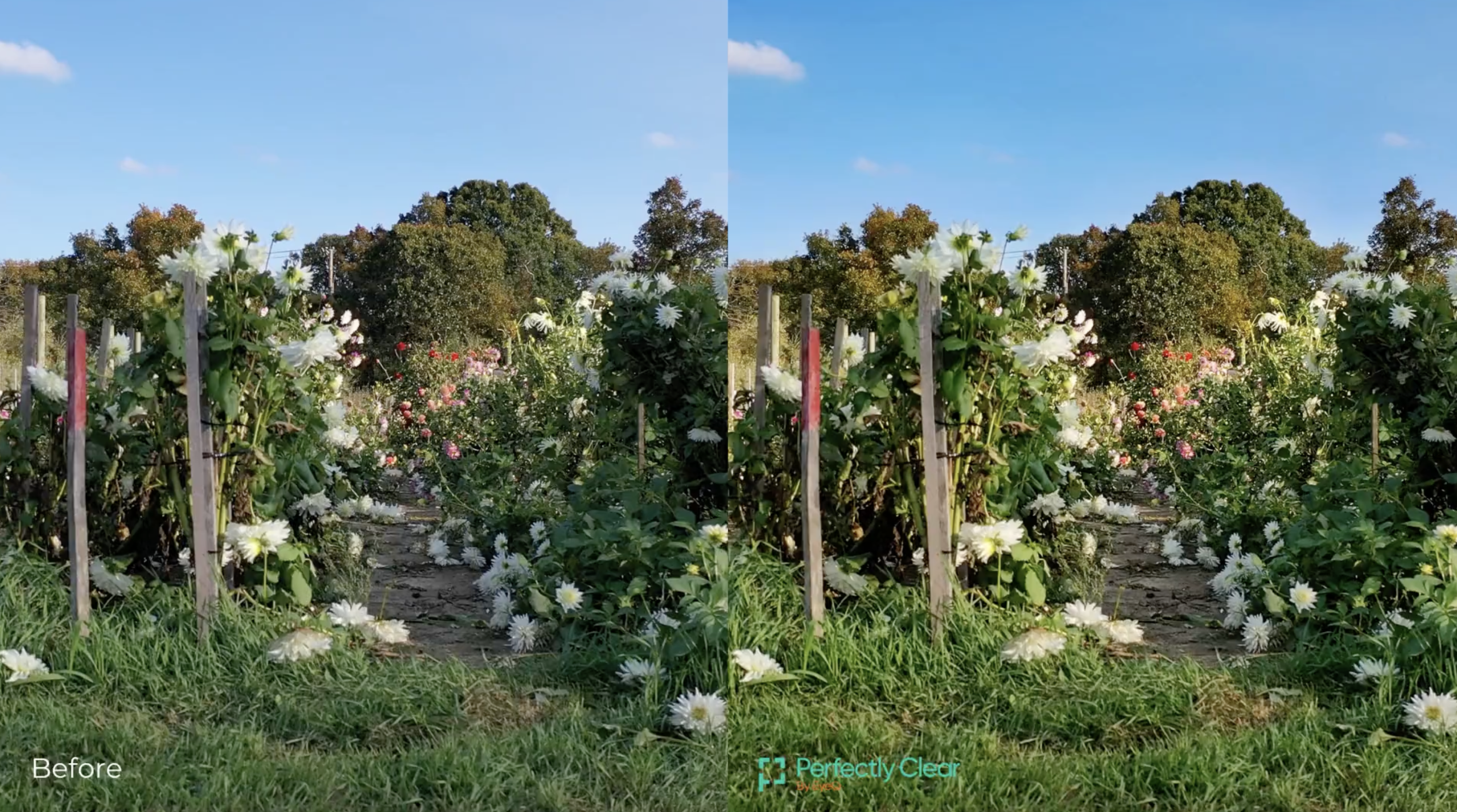 Flower garden before and after Perfectly Clear correction
