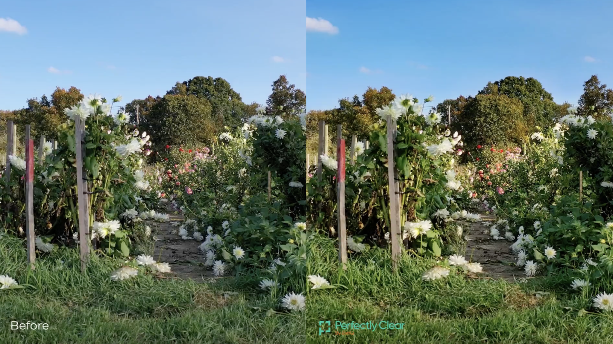 Flower garden before and after Perfectly Clear correction