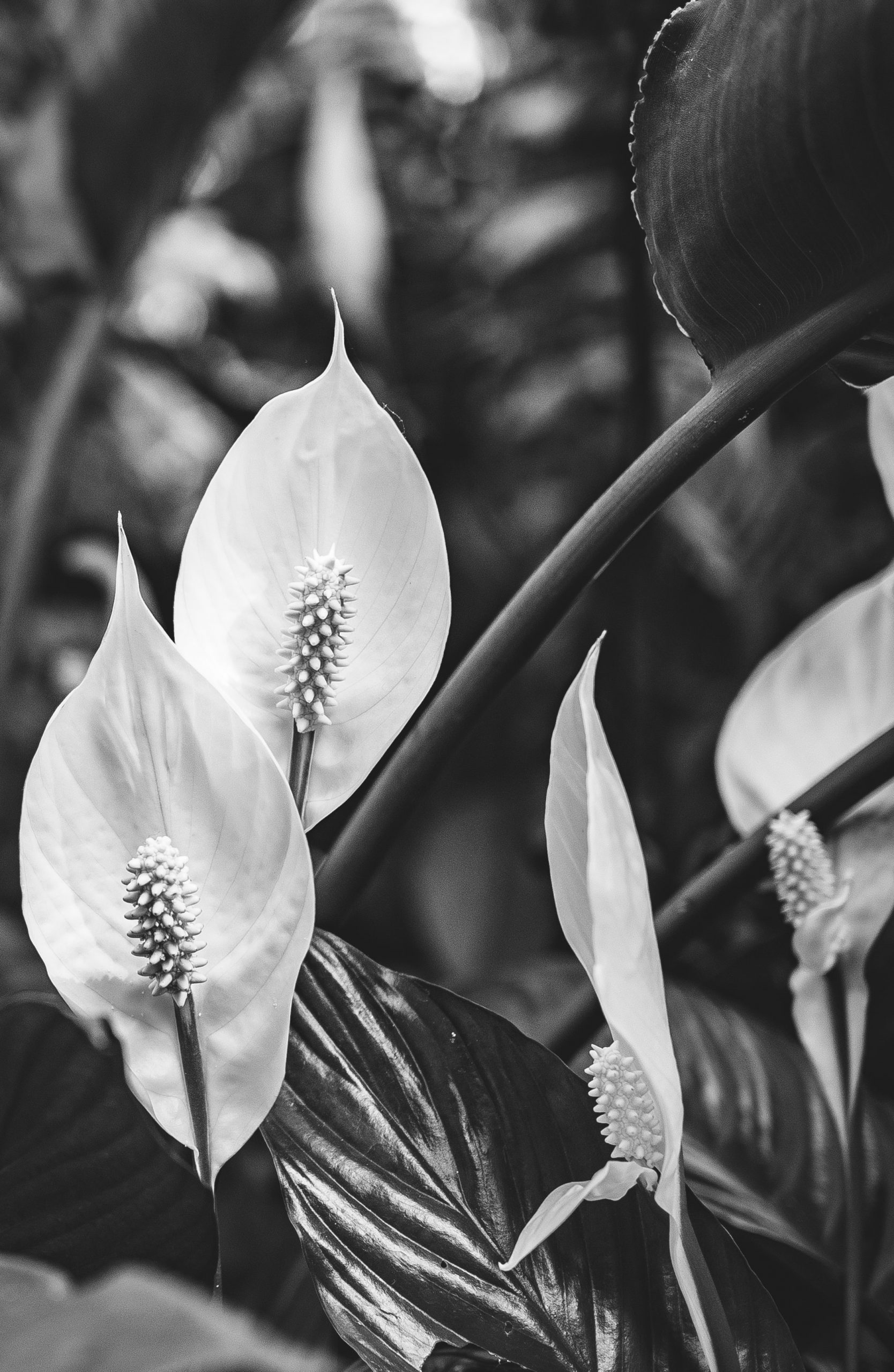 Black and white photo of peace lily flowers among dark leaves