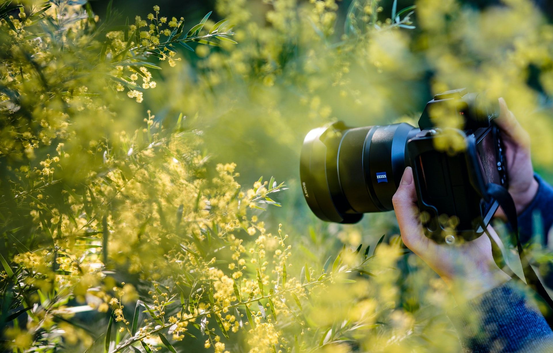 Photographer shooting through yellow wattle blossoms with a mirrorless camera