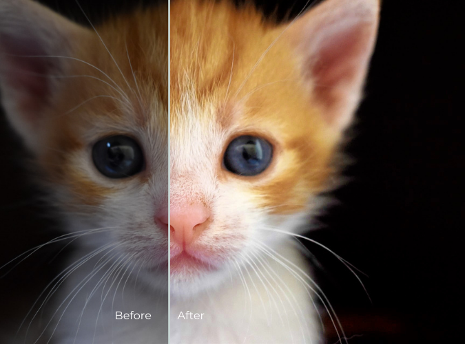 Kitten close-up before and after automatic correction