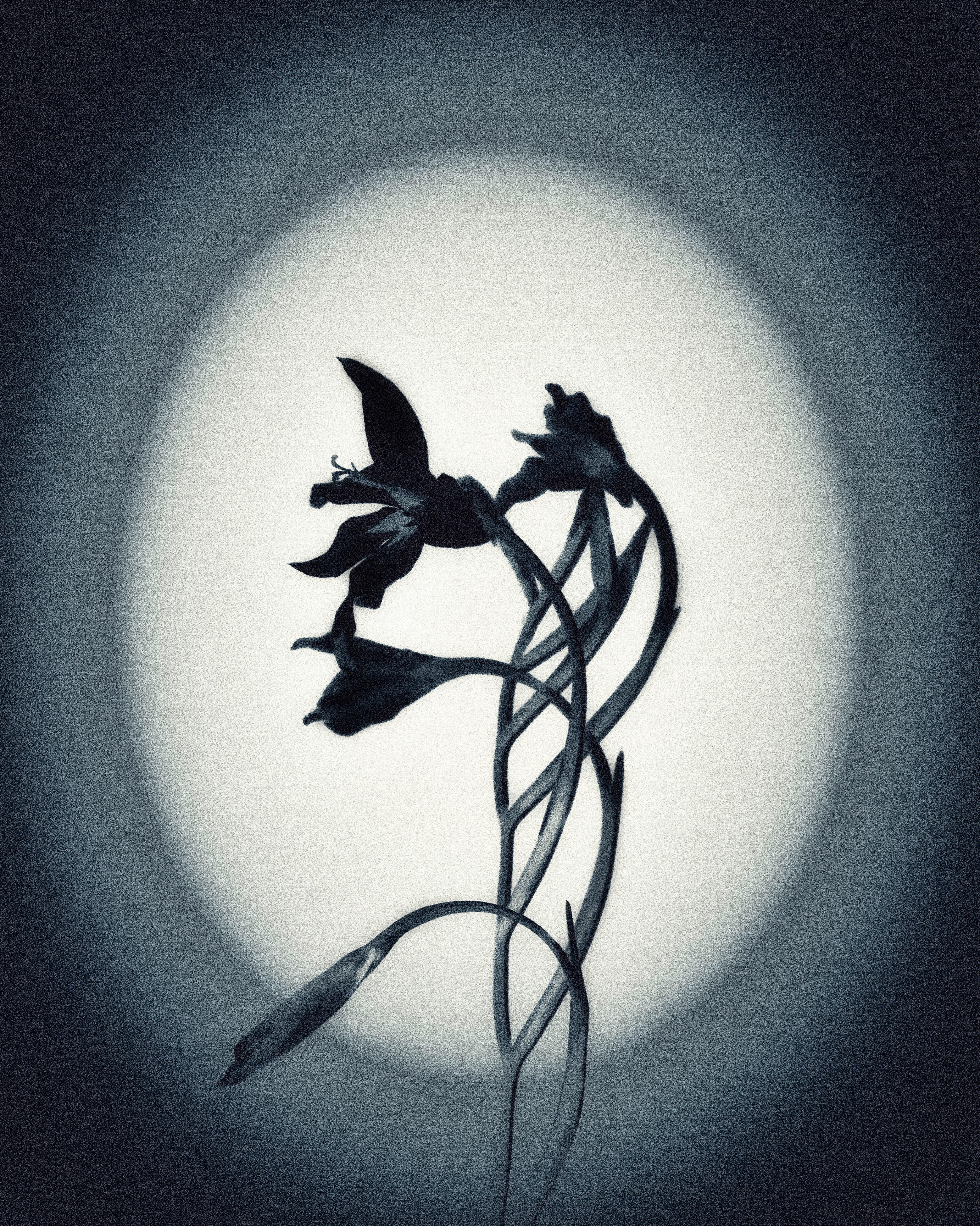 Gestation, photographie 2
