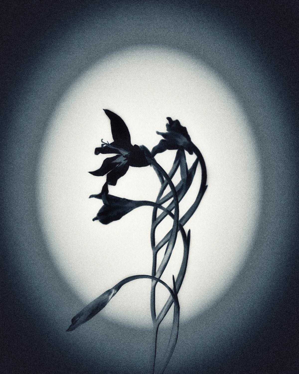 Gestation, photographie 2
