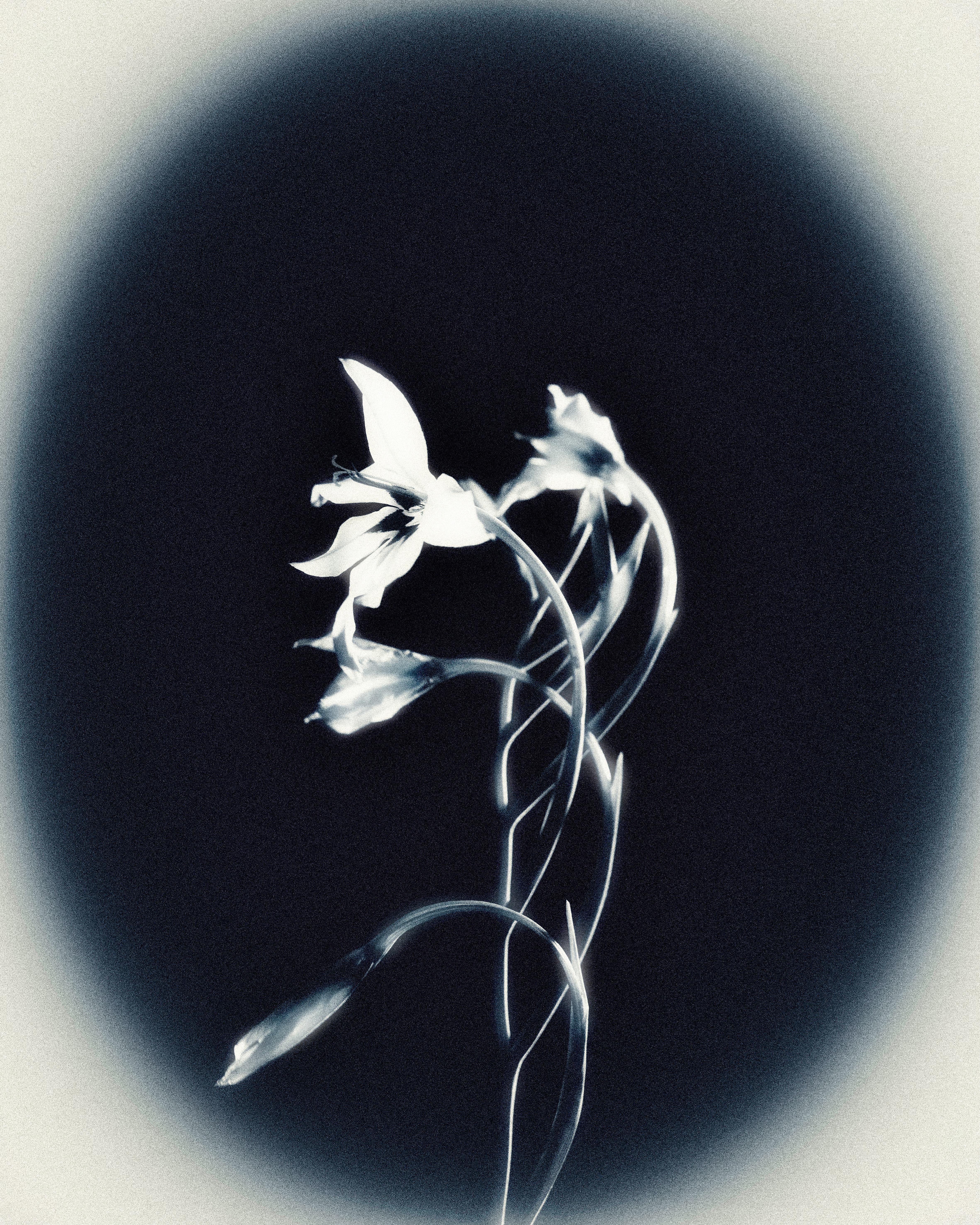 Gestation, photographie 1