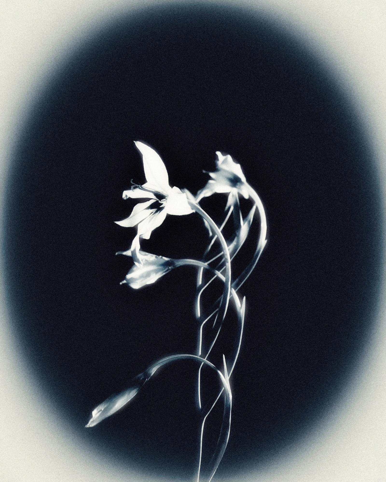 Gestation, photographie 1