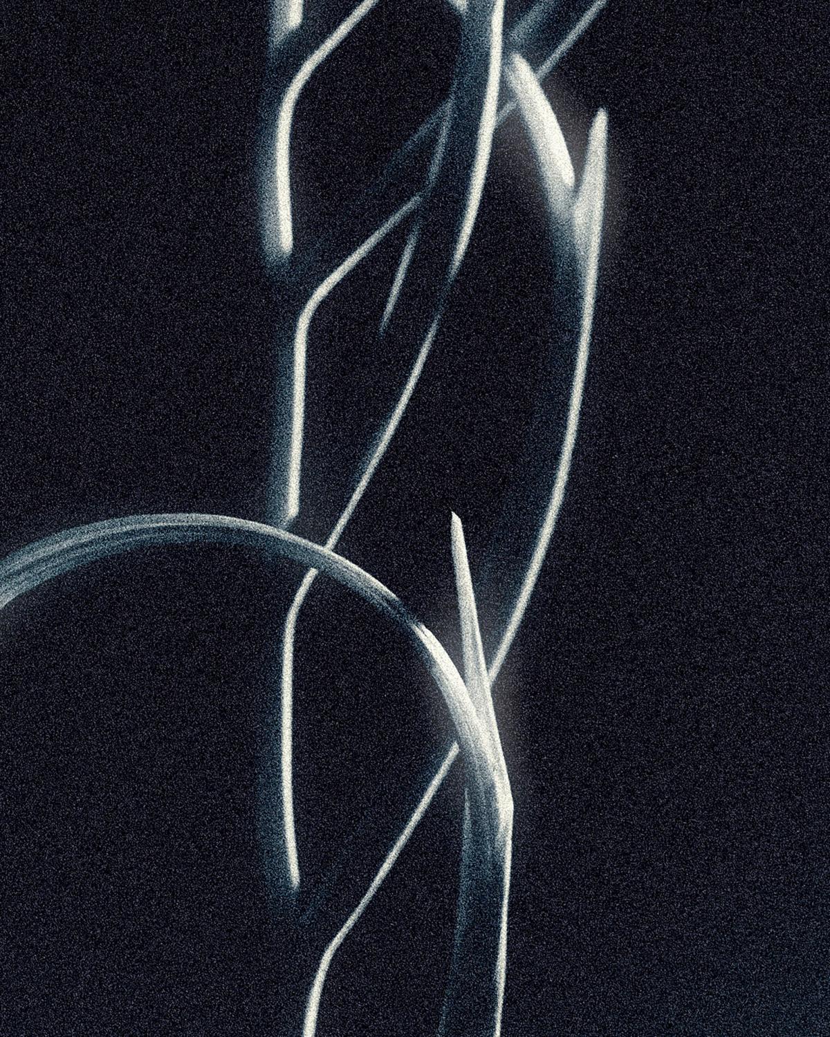 Gestation, photographie 3