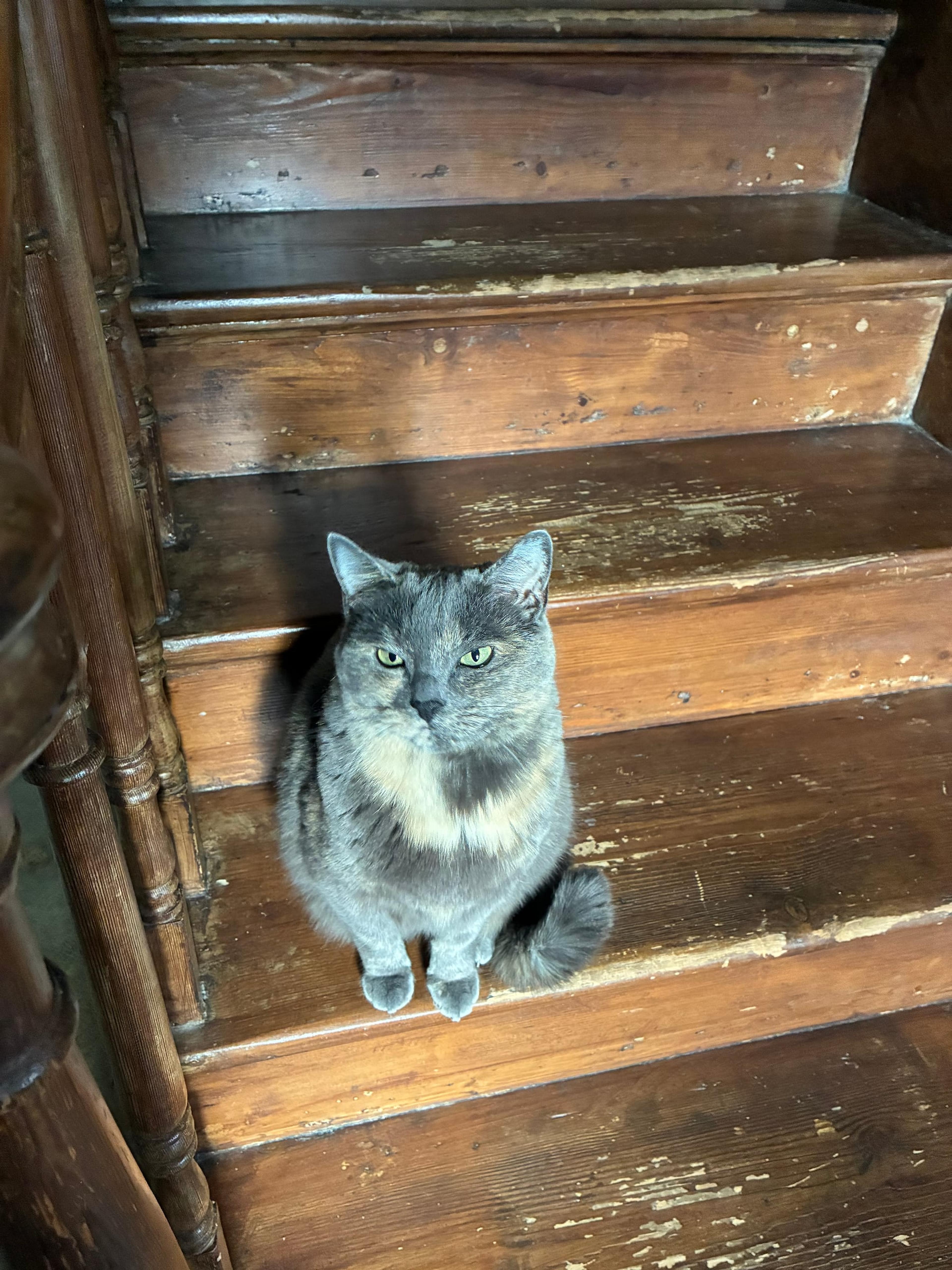 Ivy, a grey cat, sitting on wooden stairs