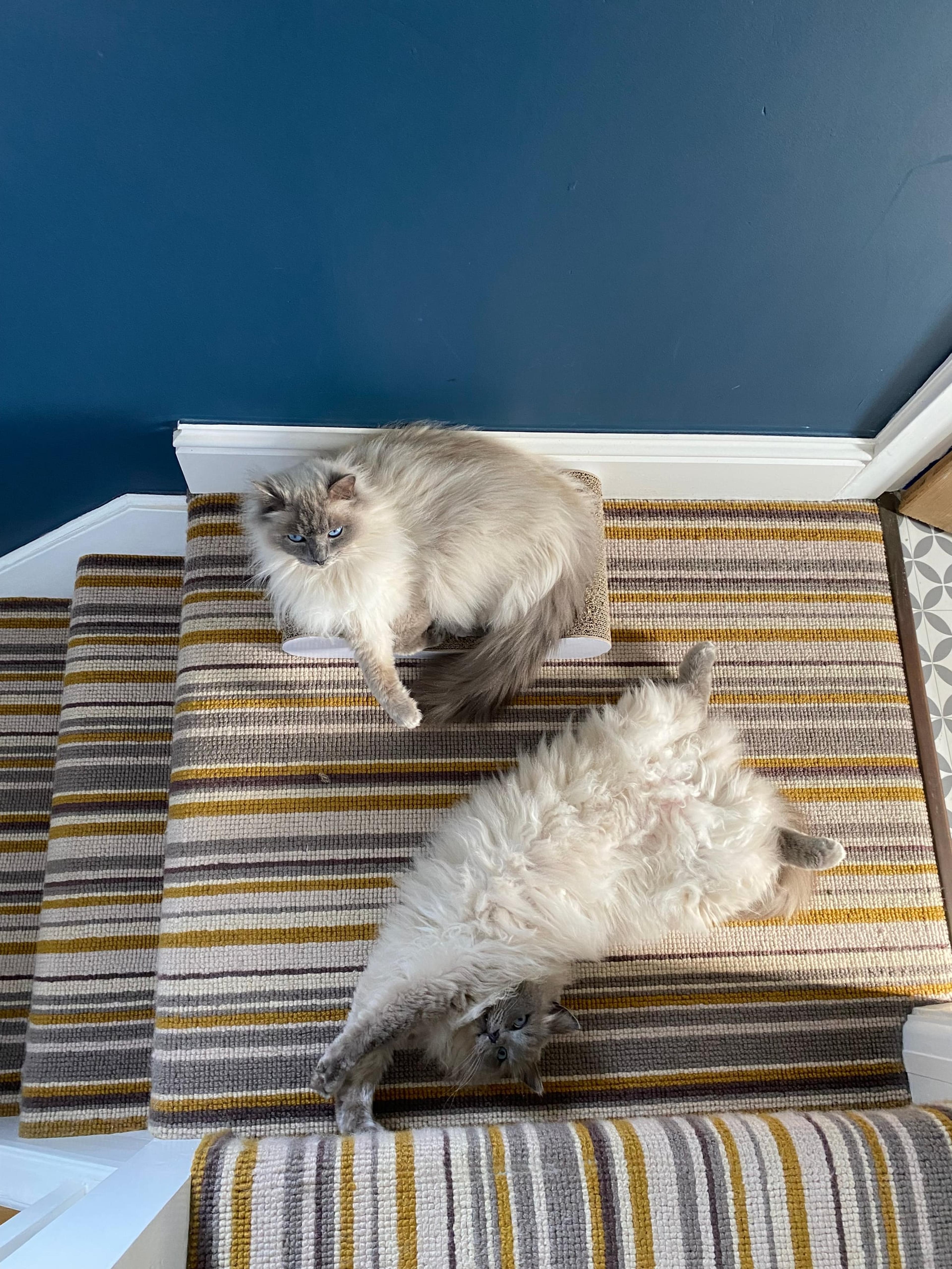 Two fluffy cream cats lounging on a striped stair carpet