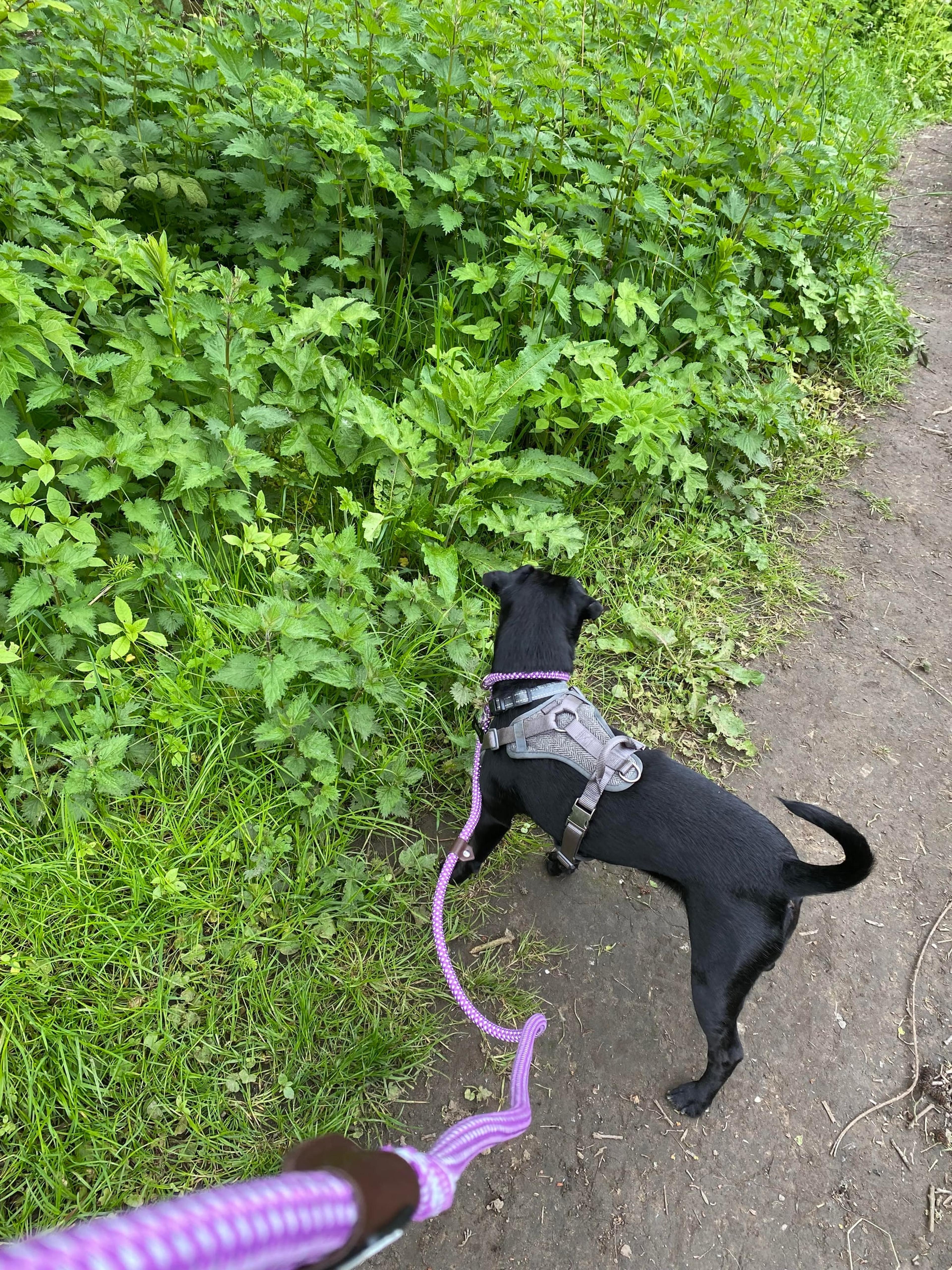 A small black dog in a harness on a purple lead, out on a walk by green bushes
