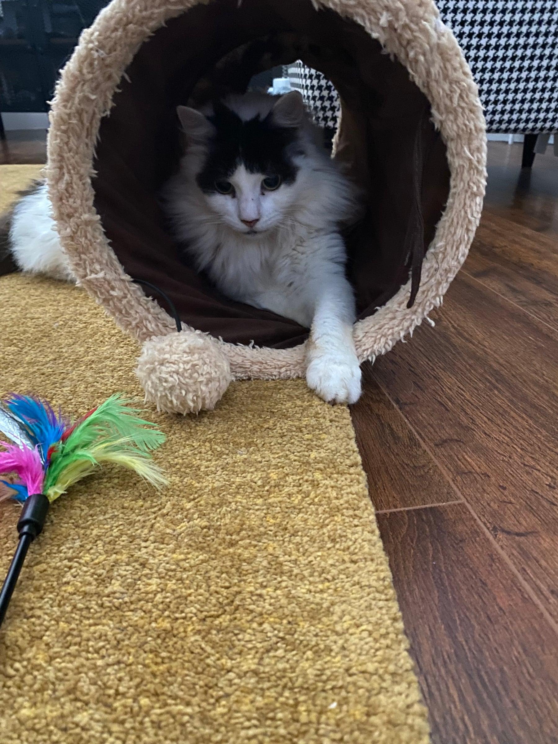 A black and white cat peeking out of a fluffy play tunnel