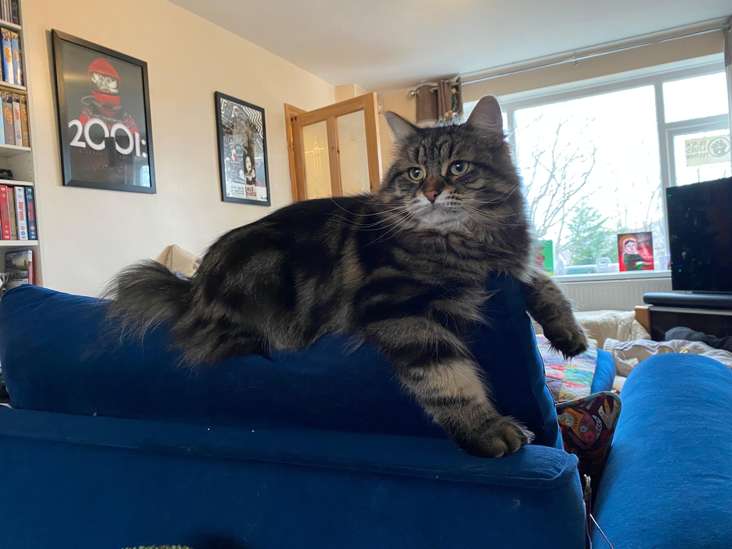 Sabine, a fluffy tabby cat, stretched out on a blue sofa