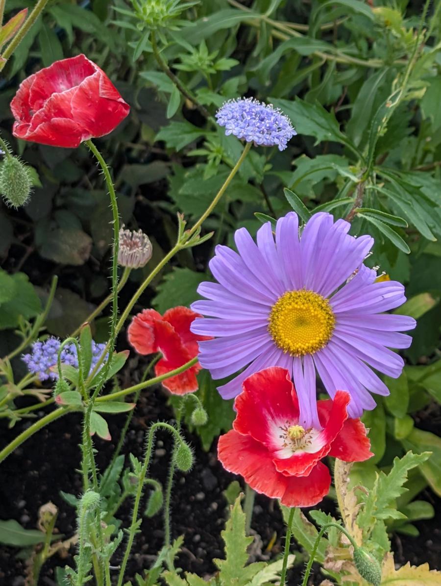 Flowers