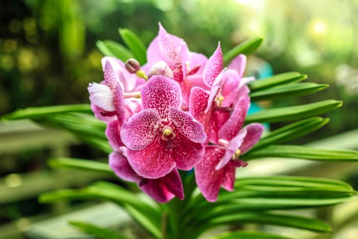 Flowers #1