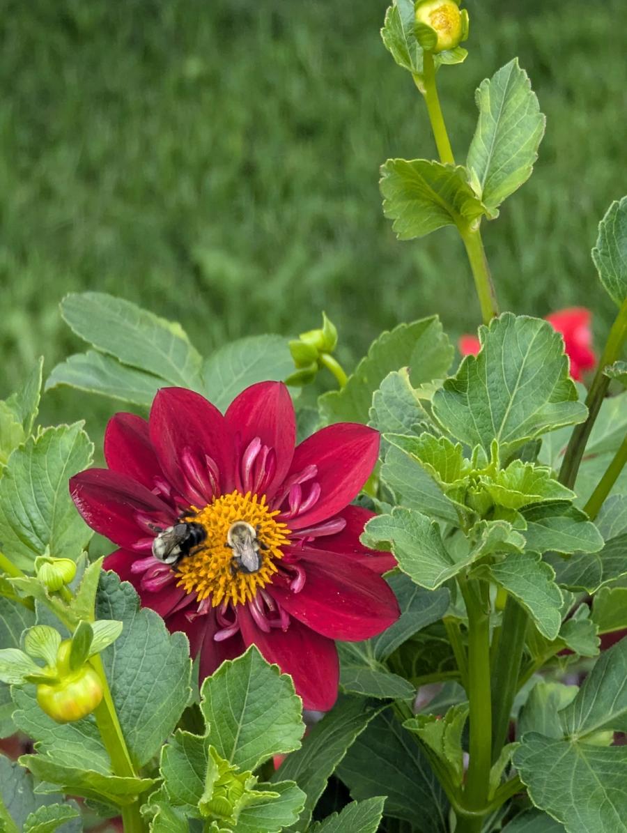 Flowers