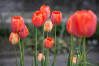 Flowers #3