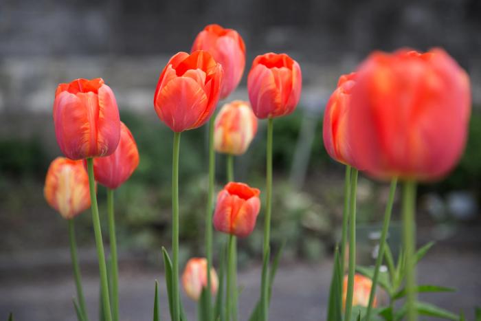 Flowers #3