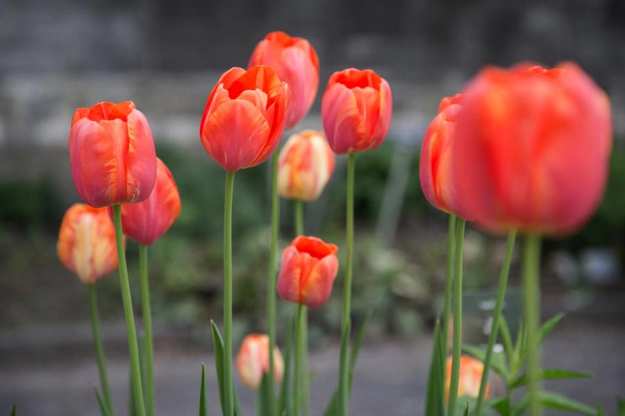 Flowers #3