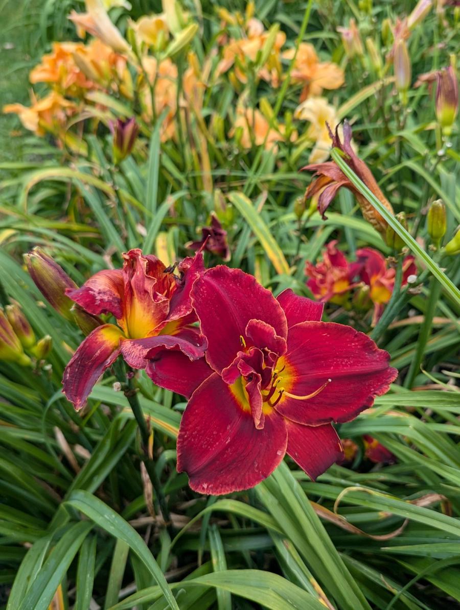 Flowers
