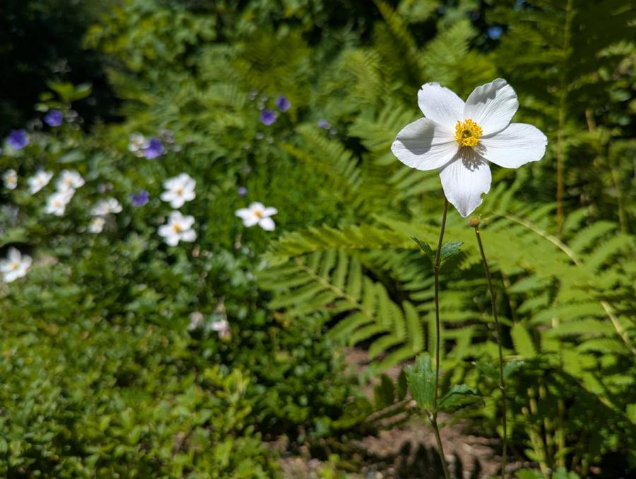 Flowers