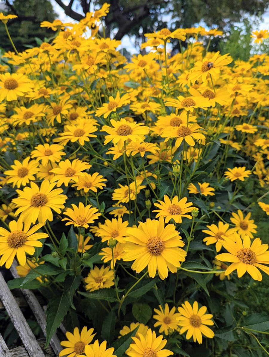 Flowers