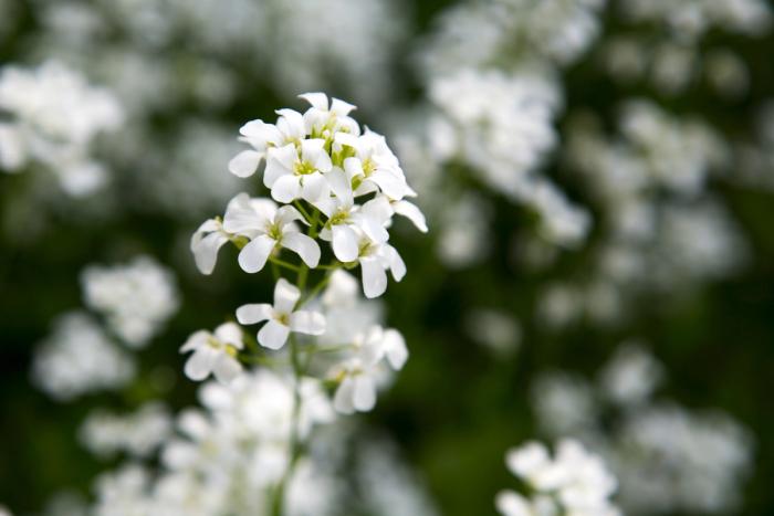 Flowers #4