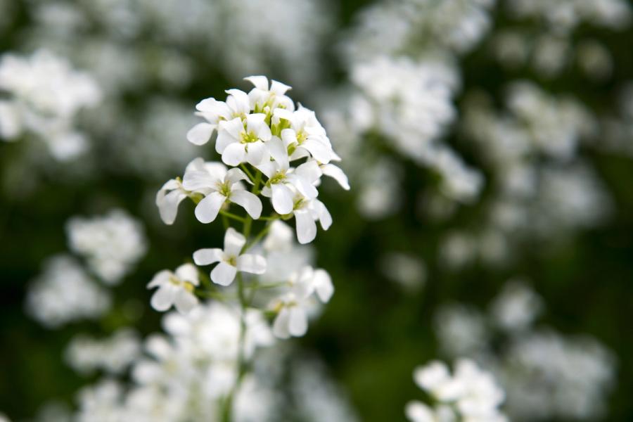 Flowers #4