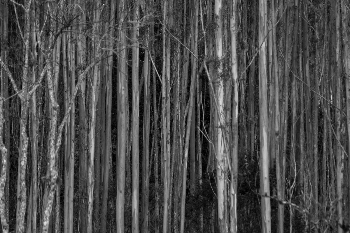 SANTO ANTÔNIO DO PINHAL — foto 6