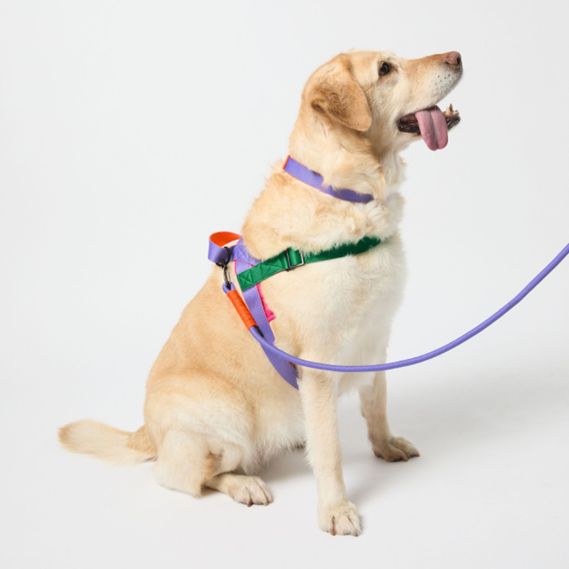 Pet