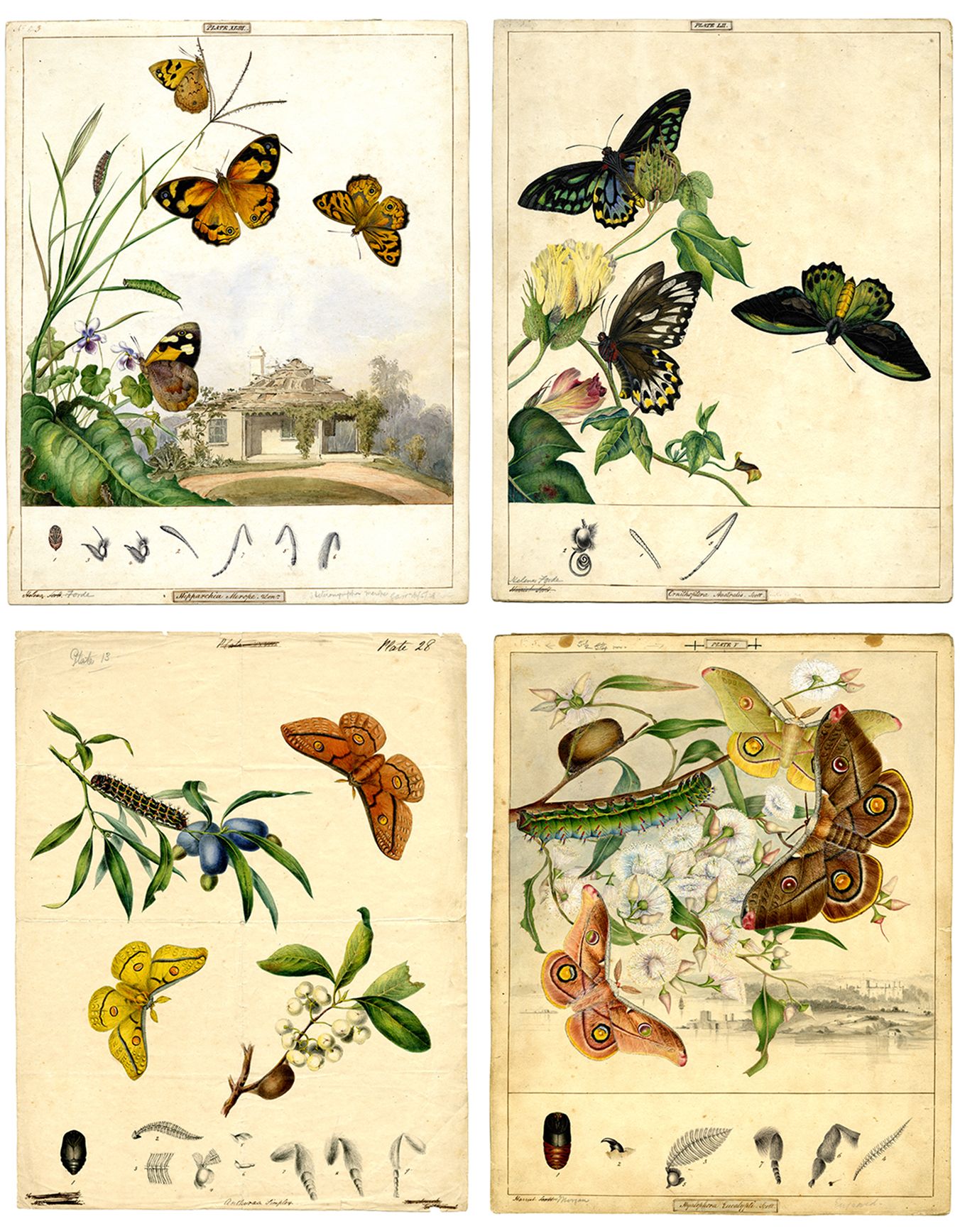 Graphics of butterflies