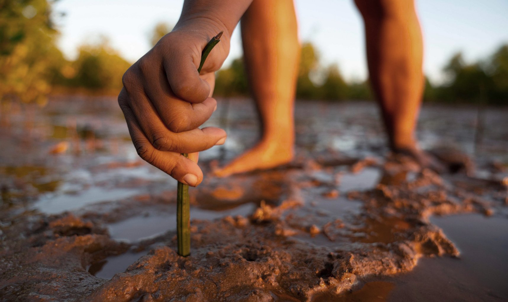 A hand reaching over to plant a small tree in some wet, fertile soil in Madagascar.