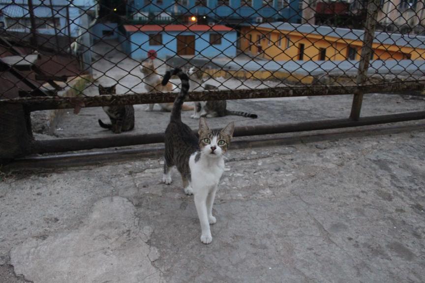 question mark cat, Cuba