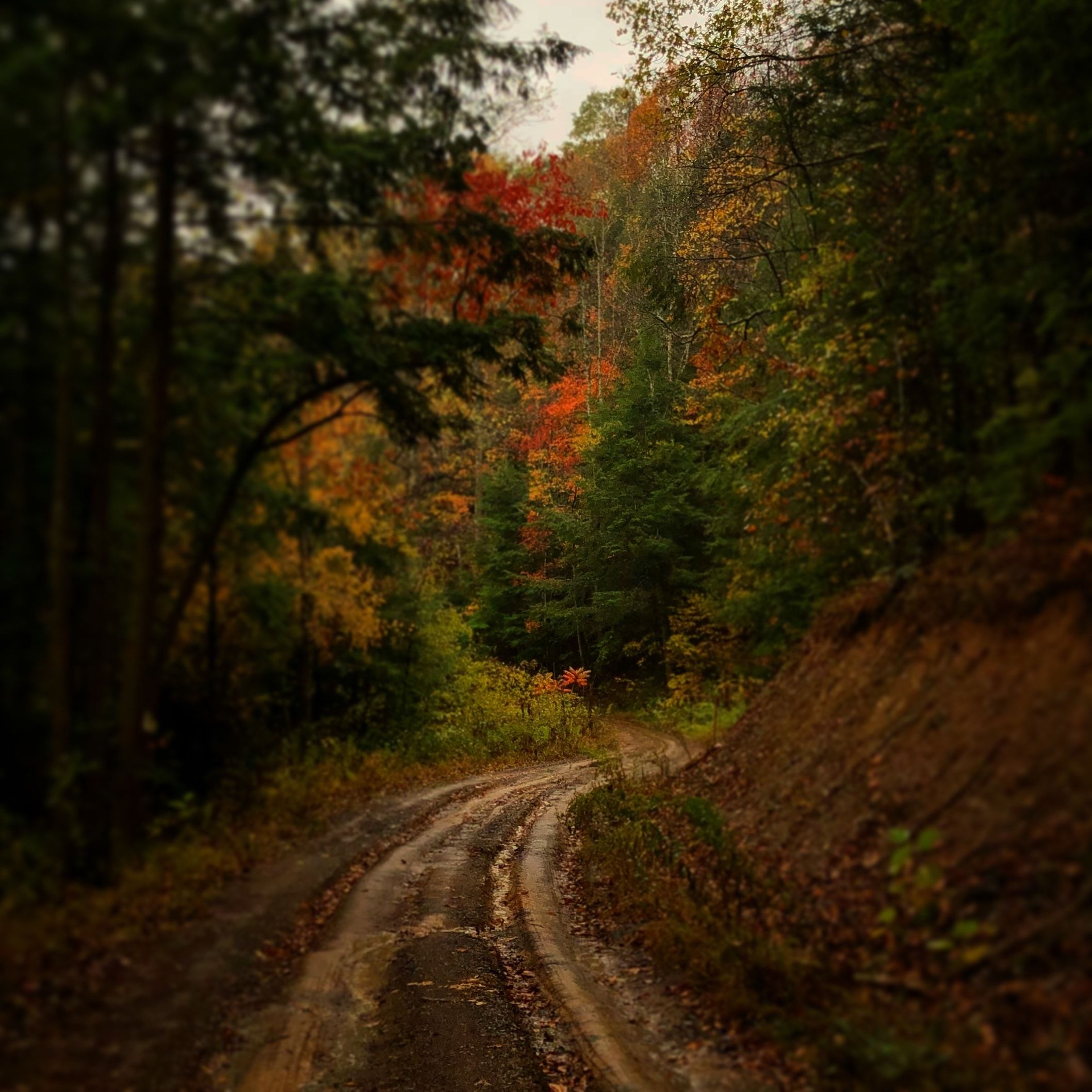 a dirt road in the forest