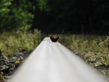 butterfly on rail