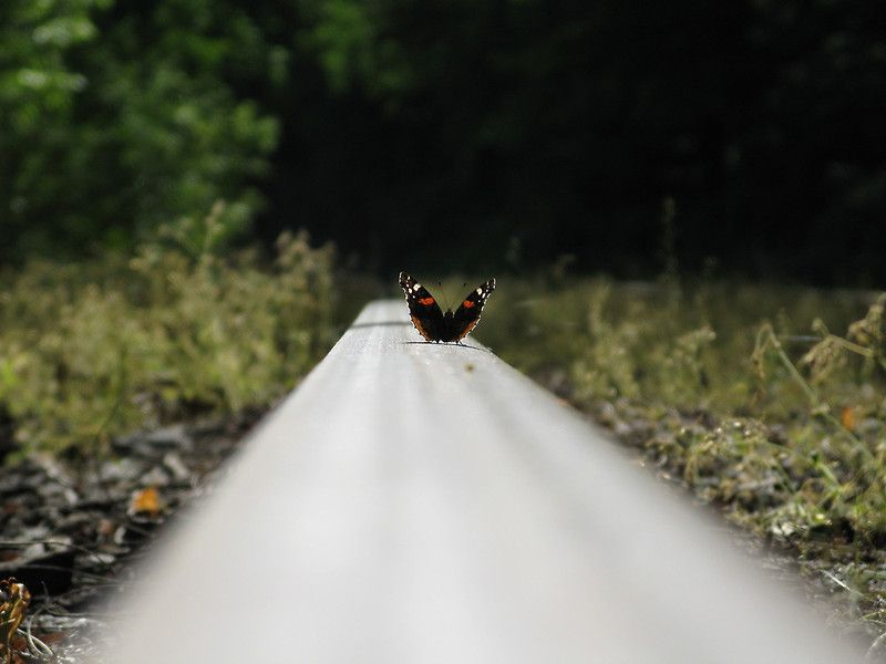 butterfly on rail